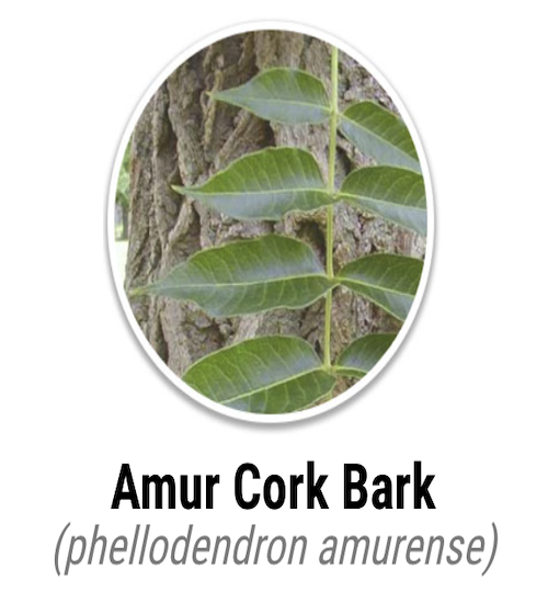 Puravive Amur Cork Bark