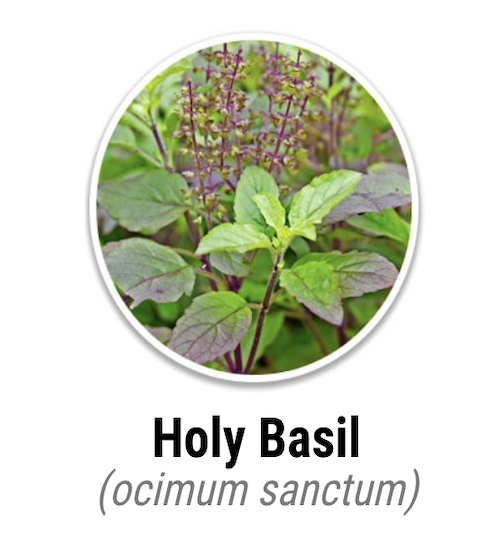 Puravive Holy Basil